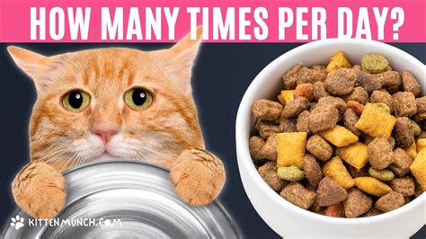 how many cats are eaten per day in china